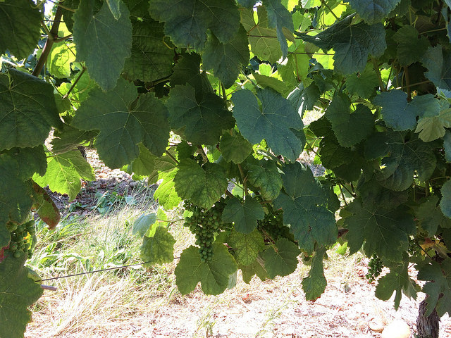 【お知らせ】生産者来日イベント『シュッド・ウエストワインと料理のマリアージュ』 テイスティング＆ビュッフェを2015/9/8（火）に開催されます！