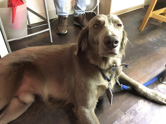 ワンコOK！イートインOK！看板犬のラウル君がいるパン屋さん。＠ラウル・ベーカリー（新宿御苑）