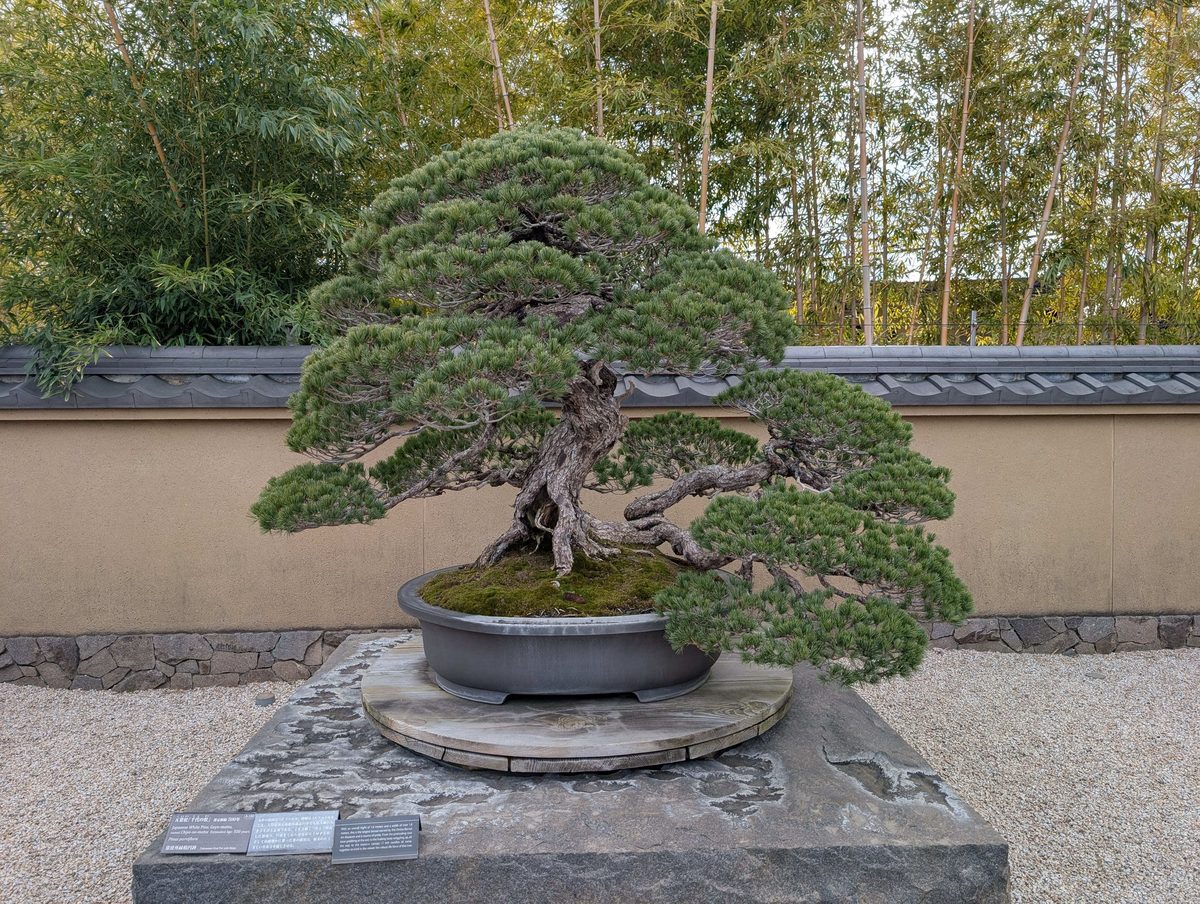 推定樹齢500年!いつから盆栽になったんだろう。