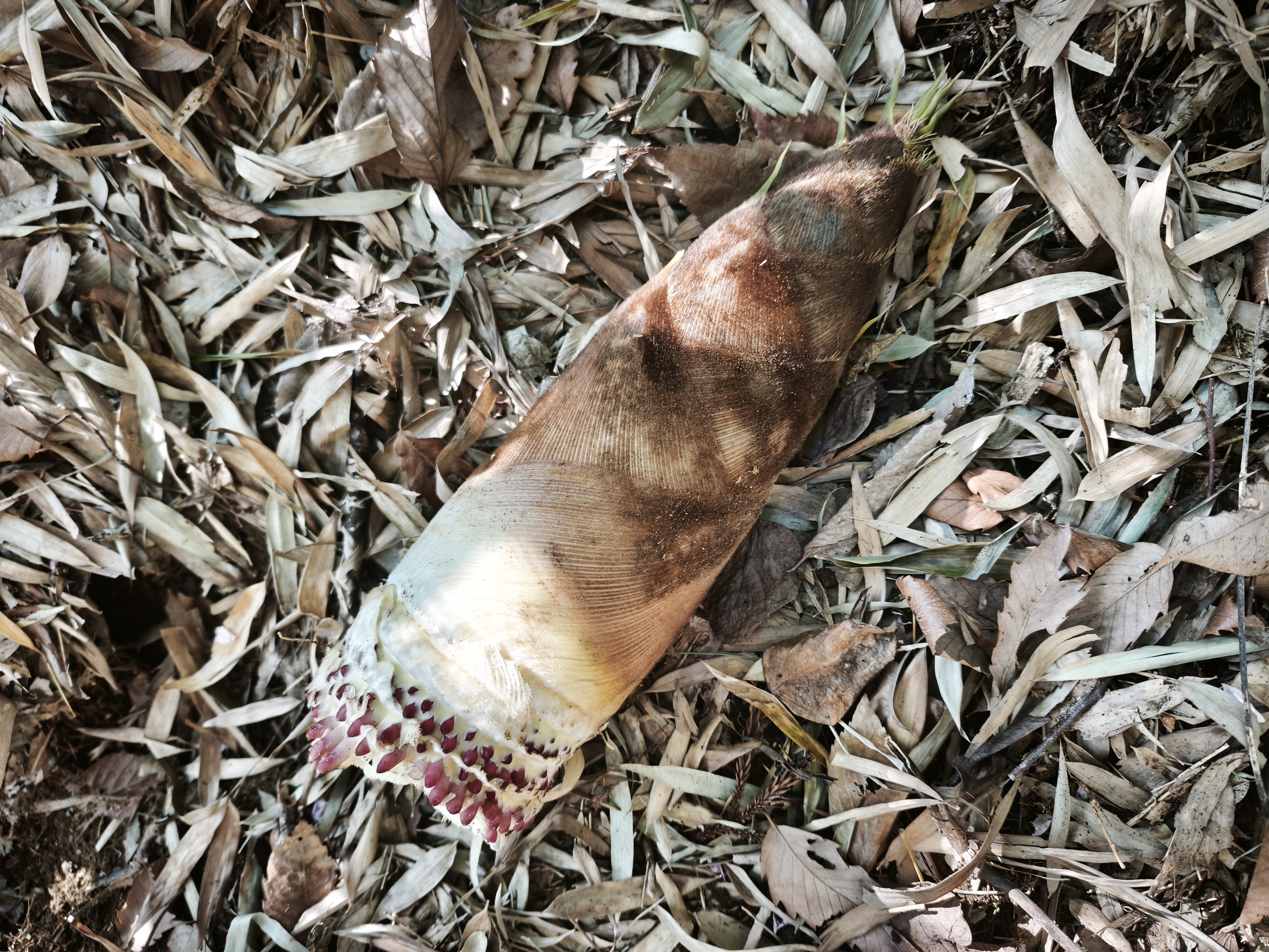 里山で掘りたての筍