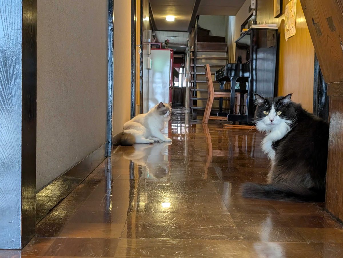 お客のお出迎えをする猫ちゃんたち