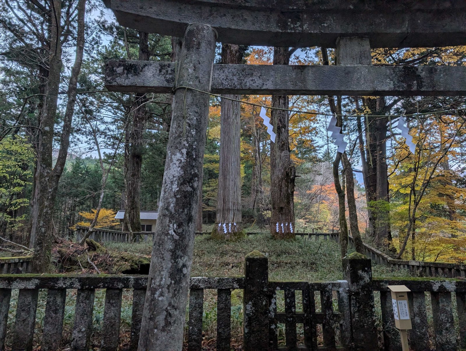 石の鳥居ごしの三本杉。田心姫命が降りたと伝わる場所