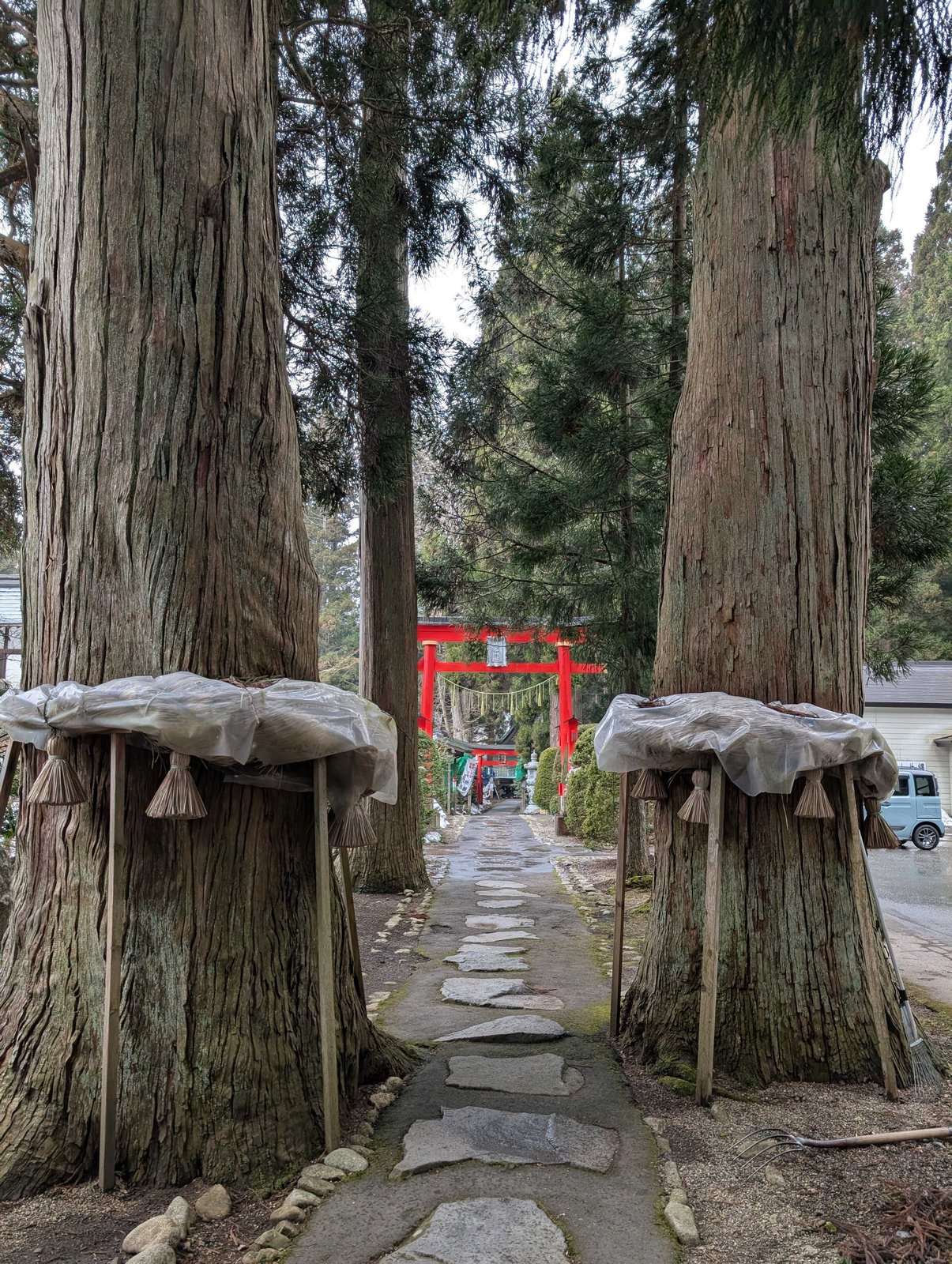 杉並木の参道。大杉の根元は注連縄で囲われている