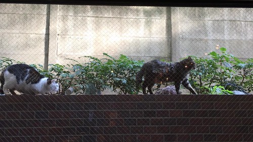 オステリア・トット