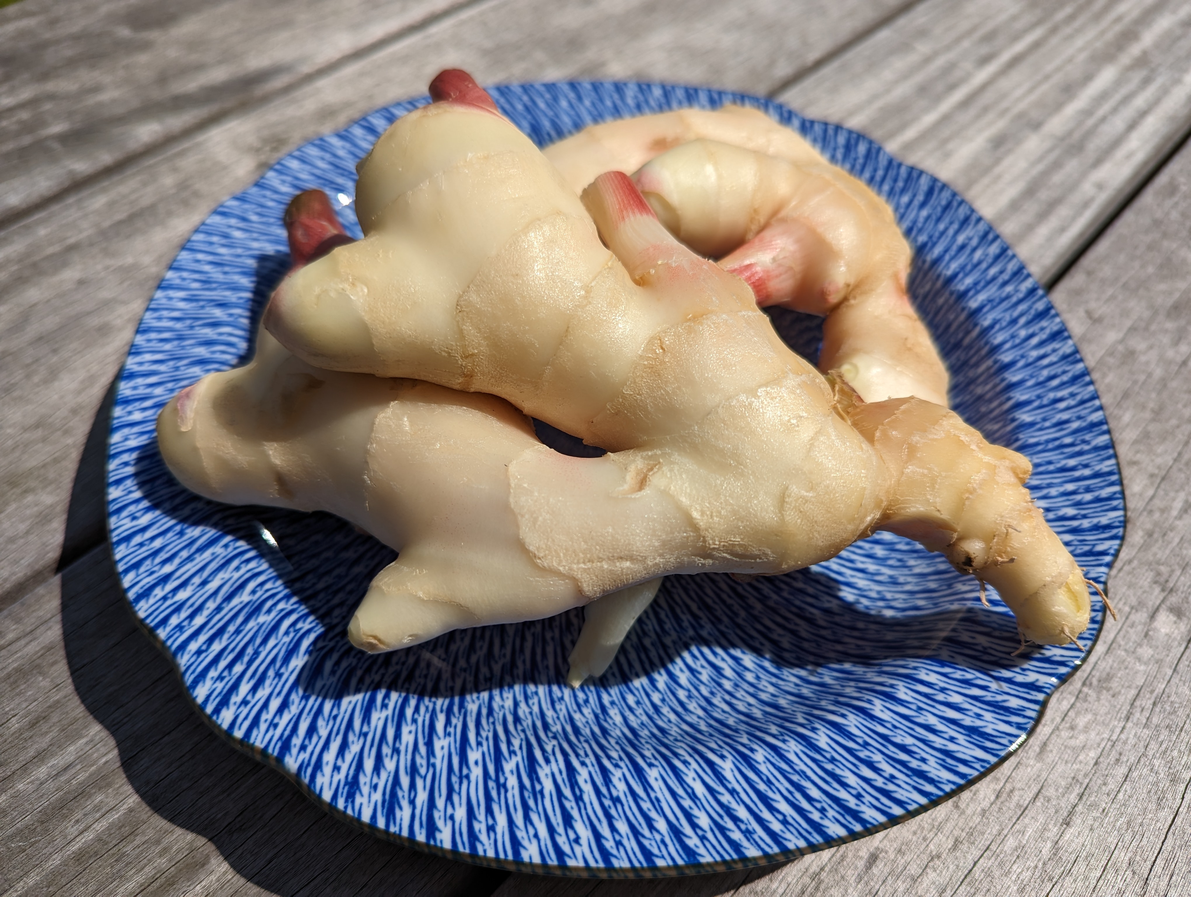 【お取り寄せPR】高知の新しょうがで甘酢漬け（ガリ）作り。